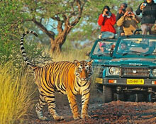 Rajasthan Reise mit Ranthambore, Ranthambore Reise