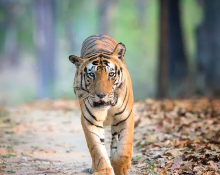 Indien: Indische Tierwelt Reise 14 Tage, Ranthambore Tiger Reise in Indien