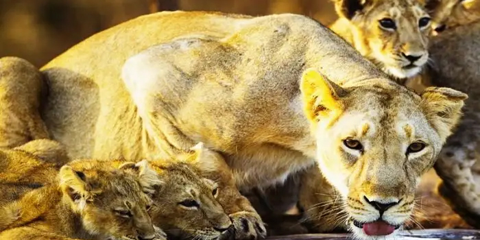 Die 6 besten Orte, die Sie besuchen mÃ¼ssen, um ein spannendes Tierwelt- Erlebnis auf einem Indien Trip zu erleben