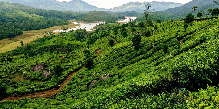 Die Faszinierenden Gewürzgärten von Indien: Ein Luxusreise nach Kerala