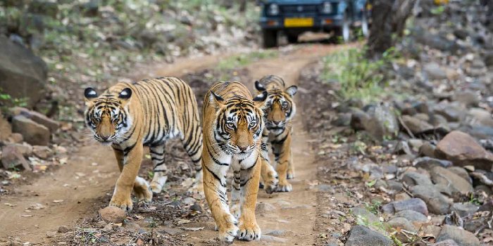Luxuriöse Tierbeobachtungen in Indien: Auf Safari im Ranthambore-Nationalpark
