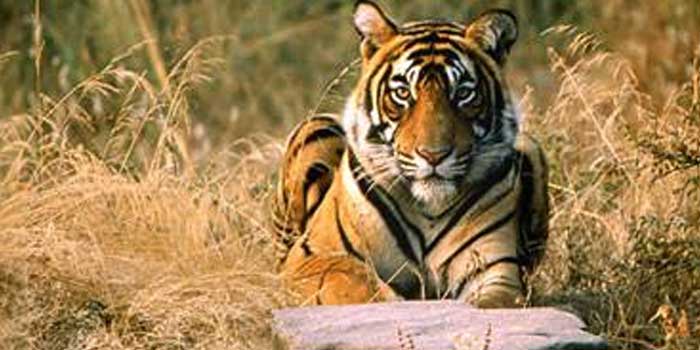 Ranthambore Tour-Pakete für das Beste aus Rajasthan Wildlife Experience