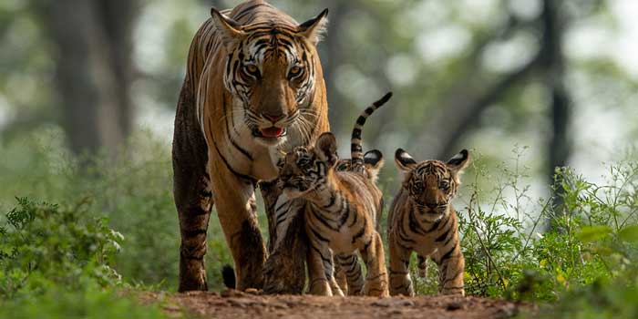 Tierwelt Indiens: Auf Safari in den Nationalparks und Reservaten