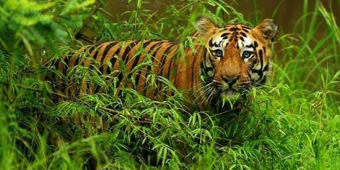 Unerforschte Wildtierziele in Indien für 2023–24