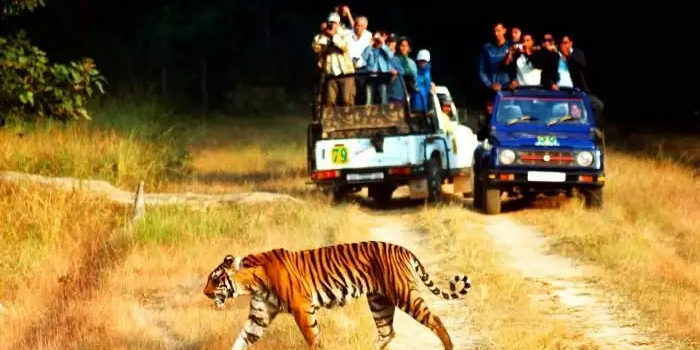 6 aufregende Wildtiersafaris in Indien, die Sie auf der Indien Reise erkunden müssen