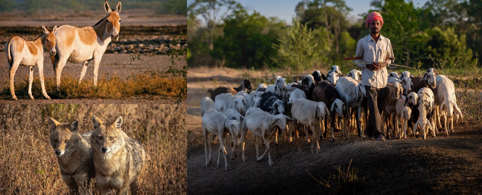 Rajasthan & Gujarat Rundreise: 17 Tage mit Kutch