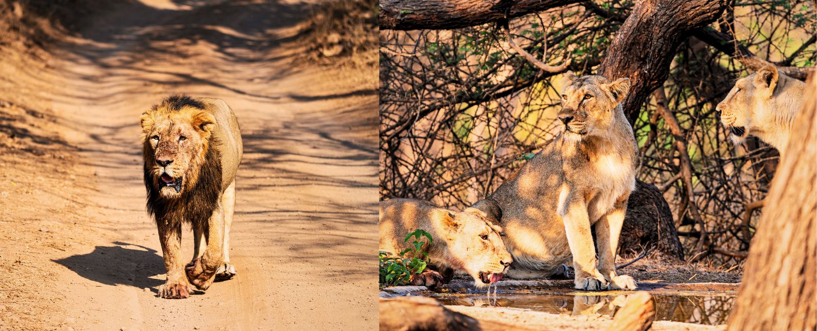 Rajasthan & Gujarat Rundreise: 17 Tage mit Kutch